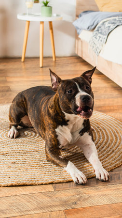 A brindle American Pitbull Terrier lies comfortably on a circular woven rug in a bright, modern room.の写真素材