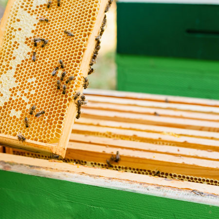 Close-up of bees actively tending to a honeycomb frame, showcasing the intricate hexagonal cells and the busy activity within the hive.の写真素材