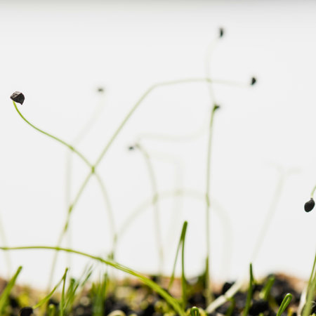 Close-up of thin grass stalks with small dark seed pods reaching upwards against a bright, hazy background. Focus is on the delicate nature of the plants.の写真素材