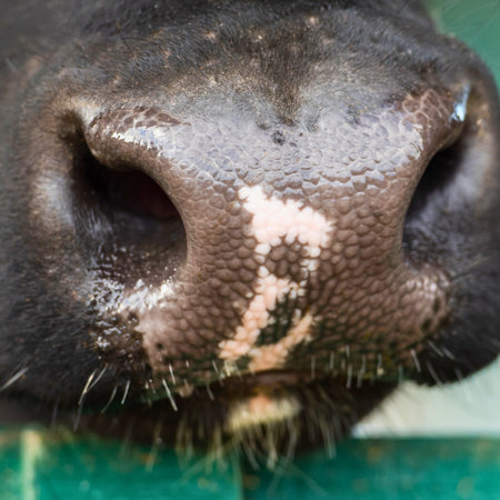 A detailed, extreme close-up shot of a black dog's wet nose, revealing textured skin and patches of pink and white.の写真素材