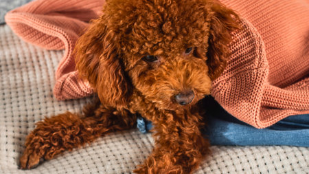 A close-up of a fluffy red toy poodle resting comfortably on soft, textured blankets, looking relaxed and content.の写真素材