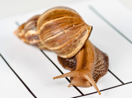 A large, brown Giant African Land Snail with a prominent spiral shell is shown crawling on a white surface with black lines.の写真素材