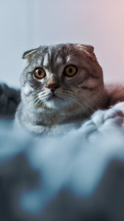 A Scottish Fold cat with folded ears and wide, expressive eyes looks directly at the camera from a soft, blurred background.の写真素材