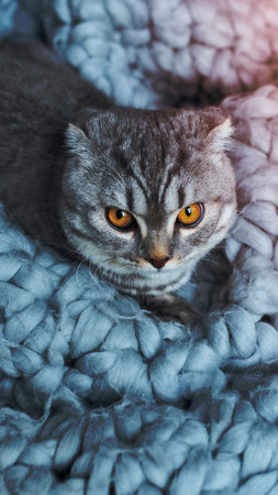 A grey tabby Scottish Fold cat with intense orange eyes peeks out from a soft, light blue chunky knit blanket.の写真素材
