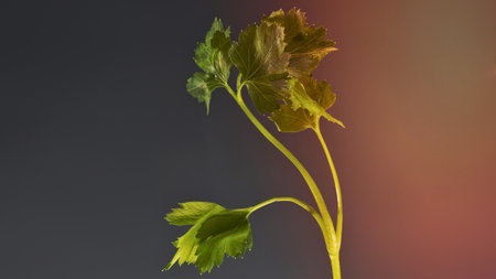 A single green plant stem with leaves is dramatically lit by warm, colorful light against a dark background.の写真素材