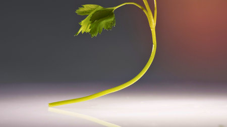 A delicate green parsley stem curves gracefully, its leaves reaching upwards against a soft gradient of grey and pink.の写真素材