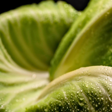 Detailed macro shot of vibrant green cabbage leaves covered in glistening water droplets,...