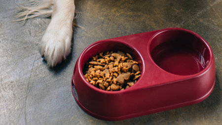 A dog's paw is positioned near a red double bowl, one side filled with kibble, the other empty, on a textured surface.の写真素材