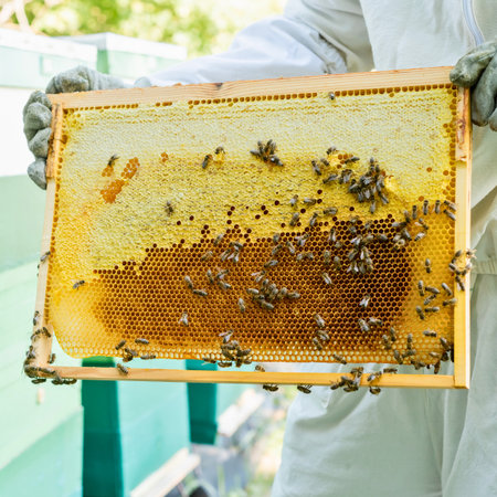 A beekeeper in protective gear holds a honeycomb frame filled with bees and honey, showcasing the intricate structure of the hive.の写真素材