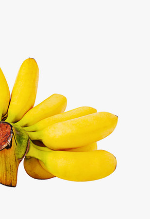 A cluster of bright yellow bananas, some slightly curved, are neatly tied with a vibrant red ribbon against a white background.の写真素材