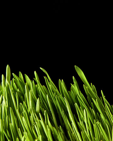 Macro view of fresh green grass shoots reaching upwards, isolated on a stark black backdrop.の写真素材
