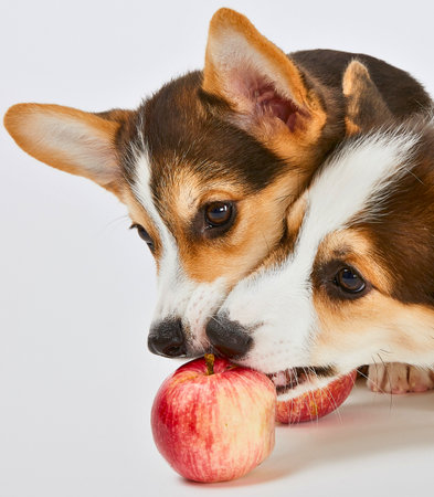 Close-up of two cute Corgi puppies curiously sniffing and nibbling on a red apple against a white background.の写真素材