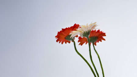 A close-up shot of three gerbera daisies, two with vibrant orange petals and one with white, against a soft gradient background.の写真素材