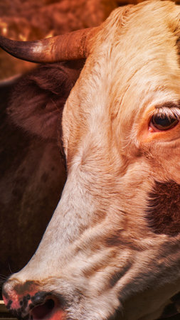 A detailed, close-up view of a cow's head, highlighting its textured skin and expressive eye.の写真素材