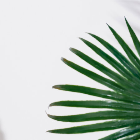 A detailed shot of a lush, green palm frond with its distinct, pointed leaves, set against a clean white backdrop.の写真素材
