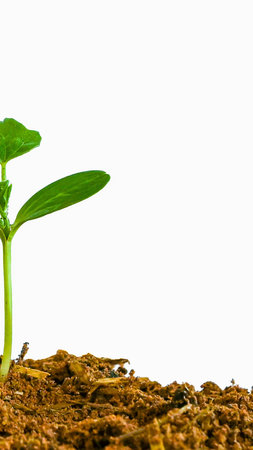 A delicate green seedling with two leaves emerges from dark, textured soil against a clean white background.の写真素材