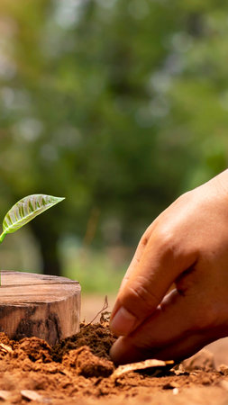 A close-up shot shows a hand gently placing a young plant into the soil beside a weathered tree stump.の写真素材