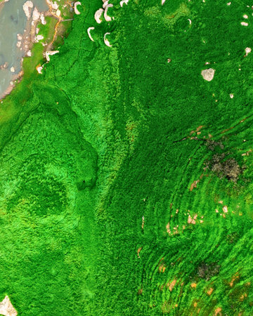 A close-up, overhead view of lush, vibrant green moss, showing intricate textures and soft, diffused...