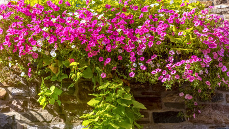 A lush cascade of delicate pink bleeding heart flowers tumbles over a weathered stone wall, bathed in bright sunlight.の写真素材
