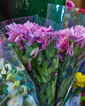 Close-up of bright pink chrysanthemums with green stems, partially wrapped in clear plastic, suggesting a flower market setting.の写真素材
