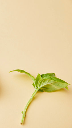 A single vibrant green basil sprig with delicate leaves lies on a smooth, light yellow surface, showcasing its natural beauty and freshness.の写真素材