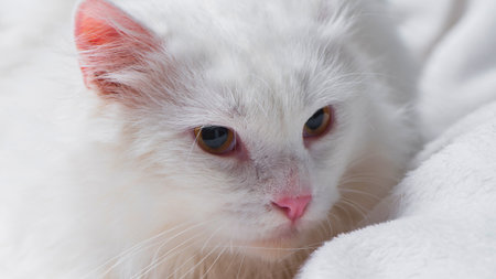 A fluffy white cat with striking amber eyes and a delicate pink nose is captured in a close-up portrait, nestled against soft white fabric.の写真素材