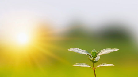 A delicate green seedling emerges from the earth, bathed in the warm glow of a bright, sunlit...