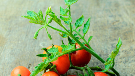 A close-up shot of a tomato plant branch with several ripe red cherry tomatoes and developing green leaves against a textured background.の写真素材