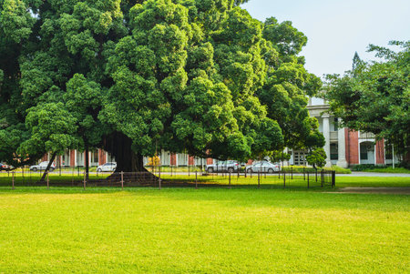A grand, old tree with dense foliage dominates the foreground, casting shadows on a vibrant green lawn. A classical building is visible in the background.の写真素材