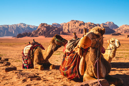 A group of camels stand in the sandy desert of Wadi Rum, Jordan, with rugged mountains under a clear blue sky.の写真素材