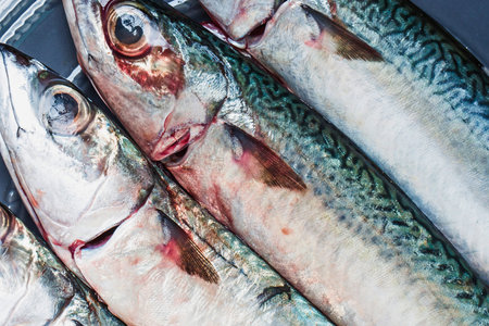 A detailed, close-up view of several fresh mackerel fish, showcasing their distinctive green and silver patterned scales and visible gills.の写真素材