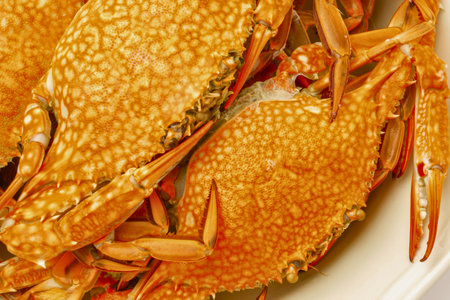 A detailed, close-up view of several whole, bright orange steamed crabs, showcasing their textured shells and delicate legs.の写真素材