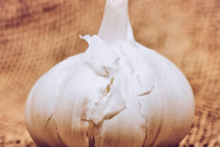 A detailed, close-up view of a whole, unpeeled white garlic bulb. The textured background suggests an agricultural or natural setting.の写真素材