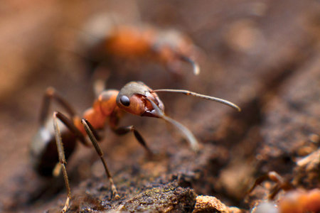 A macro photograph captures a detailed view of a red ant, set against a blurred, earthy background.の写真素材