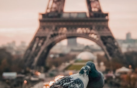 A pigeon is perched in the foreground, with the iconic Eiffel Tower softly blurred in the background.の写真素材