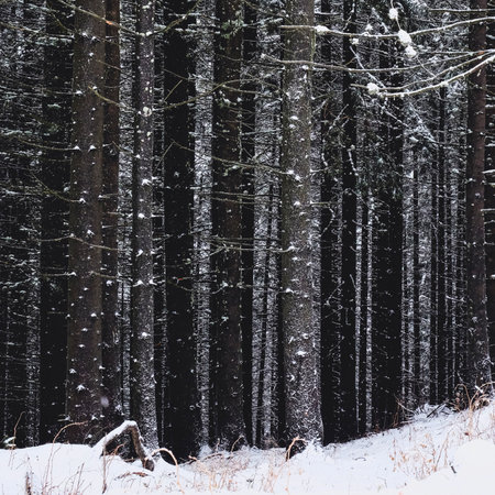 A dense, dark forest with tall, vertical tree trunks covered in snow and frost, creating a winter wonderland scene.の写真素材