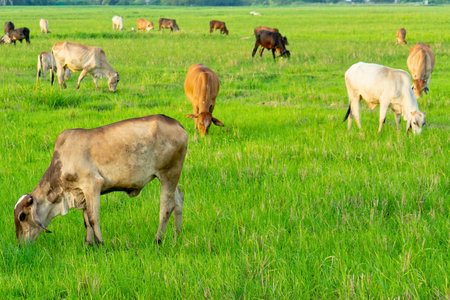 A herd of various colored cattle graze on a lush green field, bathed in warm sunlight. The scene evokes tranquility and pastoral life.の写真素材
