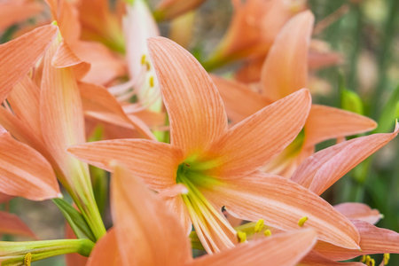 Close-up view of multiple vibrant peach-colored amaryllis flowers with prominent yellow stamens and green stems.の写真素材