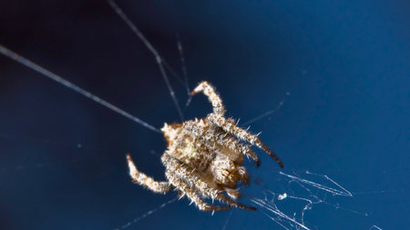 A detailed macro shot of a textured garden spider, its legs spread wide, resting on intricate silk threads against a deep blue backdrop.の写真素材
