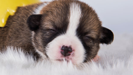 A close-up, head-on shot of a tiny newborn puppy with distinctive brown and white fur markings and closed eyes.の写真素材