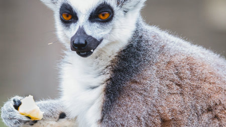 A close up portrait of a ring tailed lemur with striking orange eyes eating a piece of yellow fruit.の写真素材