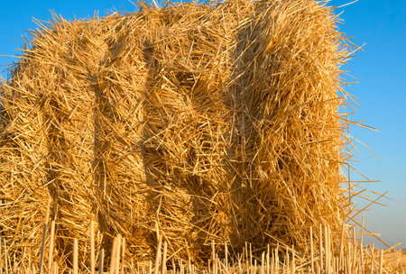 A close-up view of tightly packed, golden hay bales forming a textured wall under a bright, cloudless blue sky.の写真素材