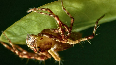 A detailed macro photograph captures a spiny spider with intricate legs and body details, perched upside down on a vibrant green leaf.の写真素材