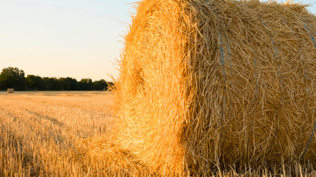 A close-up of a large, golden hay bale stands in a vast wheat field under a soft, hazy sky.の写真素材