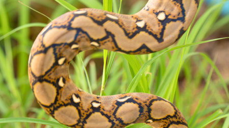 A close-up of a snake with a striking geometric pattern, its body coiled within lush green blades of grass.の写真素材