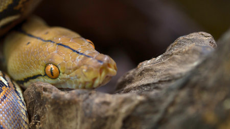 A detailed, close-up view of a python's head with striking orange eyes, nestled amongst textured tree branches and foliage.の写真素材
