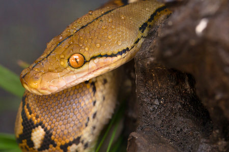 A detailed, close-up view of a reticulated python's head and patterned scales as it rests on a dark, textured surface.の写真素材