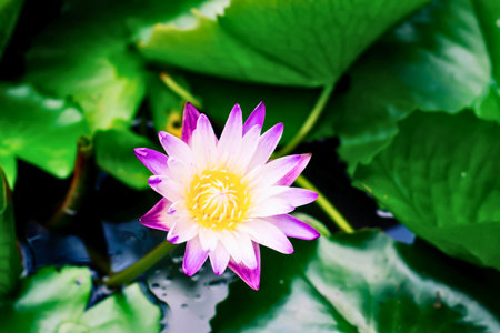 A beautiful water lily with pink and white petals and a yellow center floats serenely surrounded by large, green lily pads.の写真素材