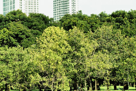 A dense canopy of vibrant green trees dominates the foreground, with tall modern buildings peeking out from behind.の写真素材