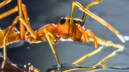 An extreme close-up macro photograph captures the intricate details of a vibrant orange ant, showcasing its segmented body and long legs.の写真素材